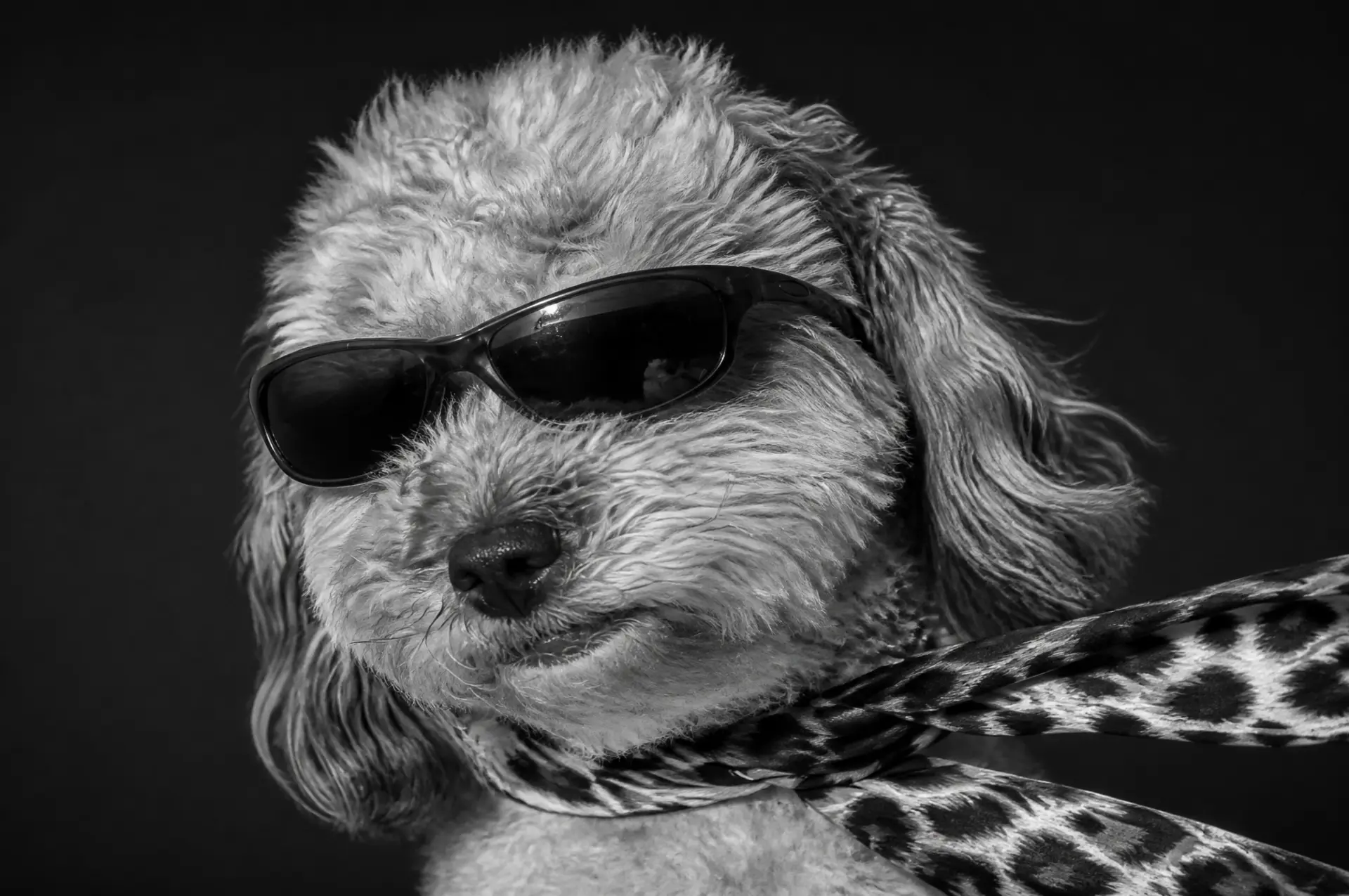 Dogue pet portrait example