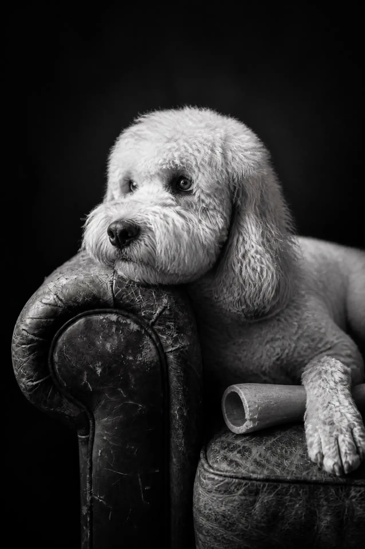 Patiently Waiting pet portrait example