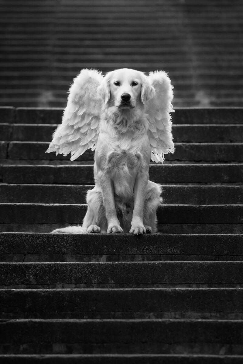Angel pet portrait example